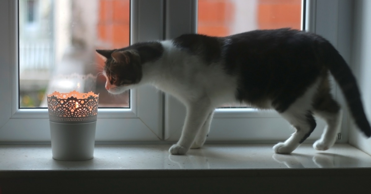 A curious cat on a windowsill looking at a candle holder with a lit candle inside that's producing a soft indoor light.